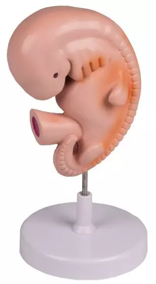 Modelo de embrión humano de 4 semanas L215 Erler Zimmer
