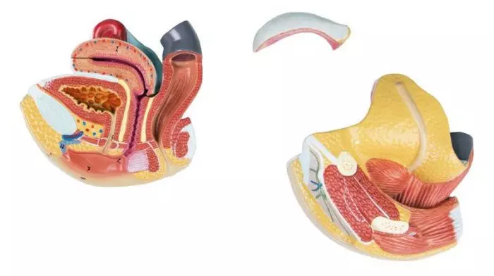 Órganos genitales femeninos en 4 piezas L251 Erler Zimmer