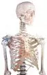 Esqueleto humano Bert con ligamentos Erler Zimmer 3010