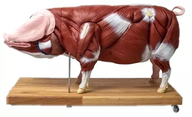 Modelo de cerdo a media escala Erler Zimmer