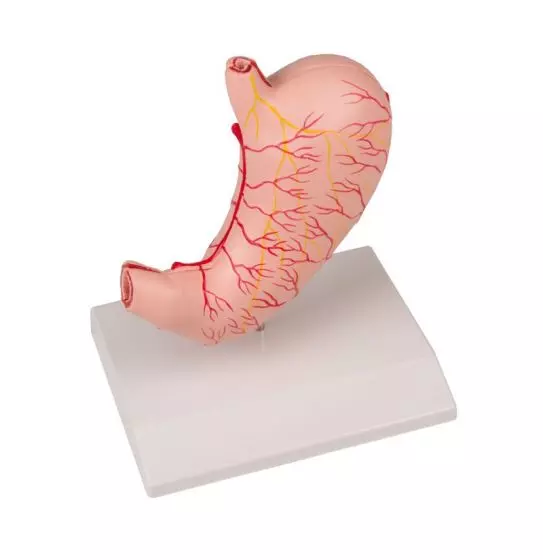 Modelo de estómago en 2 piezas K215 Erler Zimmer