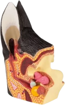 Modelo anatómico del oído canino