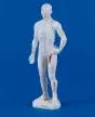 Mini modelo masculino de acupuntura 2044 Erler Zimmer