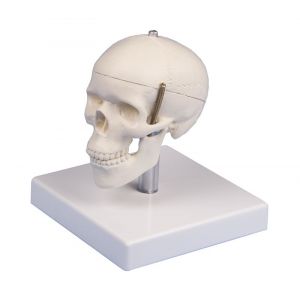 Modelo de cráneo en miniatura en 3 partes con base 4650 Erler Zimmer