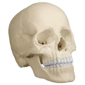 Cráneo articulado- Versión Anatómico, 22 partes R4701 Erler Zimmer