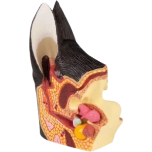 Modelo anatómico del oído canino