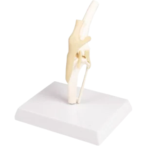 Modelo anatómico de la rodilla canina Erler Zimmer