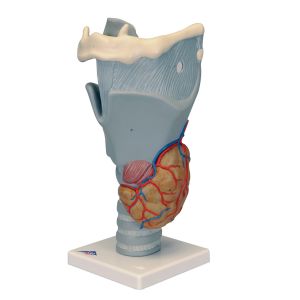 Modelo anatómico de laringe, 2,5 veces su tamaño natural G20 3B Scientific