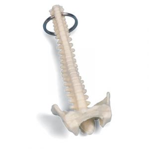Llavero de argolla, columna vertebral W40004