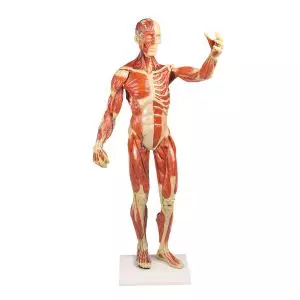 Modelo anatómico del sistema muscular, escala de 1/3 de la altura natural B90 Erler Zimmer