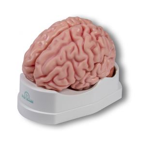 Modelo anatómico de cerebro en 5 partes Erler Zimmer C918