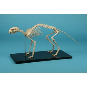 Esqueleto de un gato Erler Zimmer