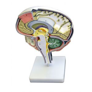 Modelo anatómico del cerebro C77 Erler Zimmer