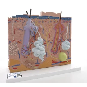 Modelo anatómico de piel en 3 partes J16