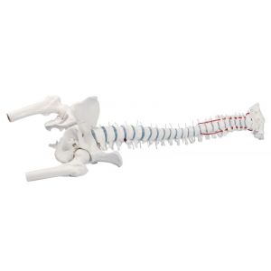 Columna vertebral con hernia discal, pelvis desmontable con soporte 4033 Erler Zimmer