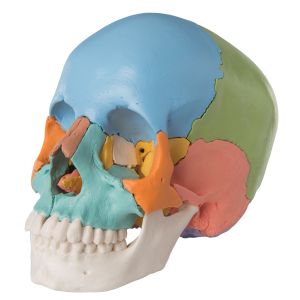 Cráneo desmontable 3B Scientific - versión didactica, en 22 partes, A291