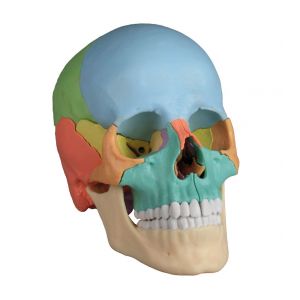 Cráneo humano articulado, 22 partes R4708 Erler Zimmer