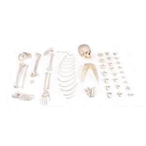 Medio esqueleto desmontado, lado derecho, 3024 Erler Zimmer