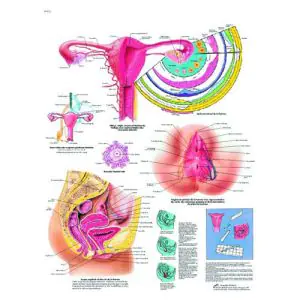 El aparato genital feminino VR3532L