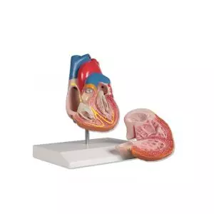 Modelo de corazón en 2 partes con sistema de conducción G207 Erler Zimmer