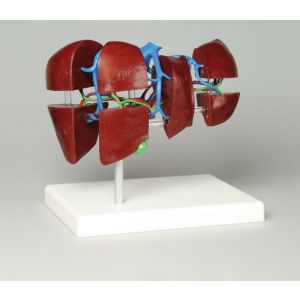 Modelo de hígado en 8 partes K79 Erler Zimmer