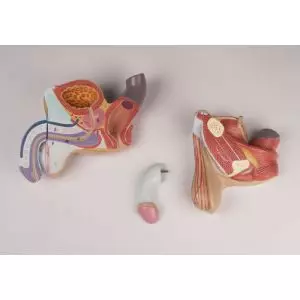 Órganos genitales masculinos en 4 partes L250 Erler Zimmer