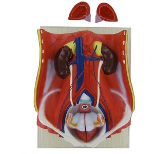 Modelo anatómico de aparato urinario masculino Mediprem