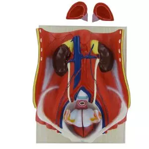 Modelo anatómico de aparato urinario masculino Mediprem