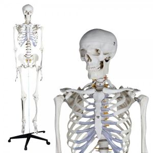 Modelo anatómico de esqueleto humano 180cm Mediprem
