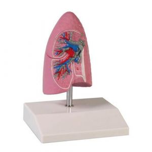 Modelo de pulmón humano, 1/ 2 de tamaño natural Erler Zimmer