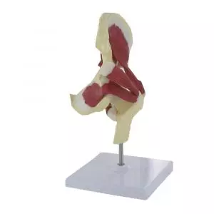 Modelo de la articulación de la cadera con músculos Mediprem