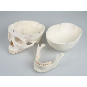Modelo de cráneo, 3 partes Erler Zimmer 4500