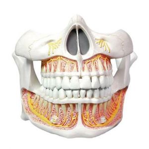 Modelo de dentición de adulto Mediprem