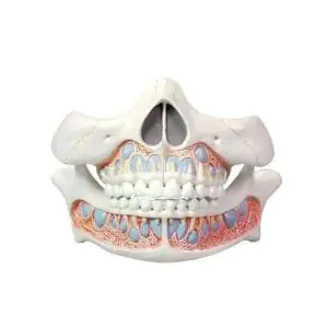 Modelo de dientes de bebé (dentición)