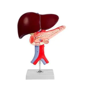 Modelo del hígado, páncreas y duodeno Mediprem