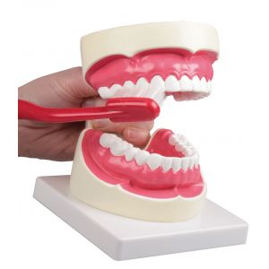Modelo de higiene bucal, aumentado 1,5  veces Erler Zimmer