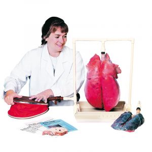 Modelo de pulmón de cerdo R10060 Erler Zimme