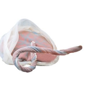 Modelo de placenta y cordón umbilical R10071 Erler Zimmer