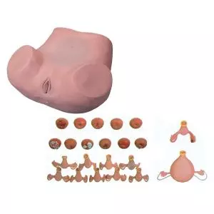 Simulador ginecológico Mediprem