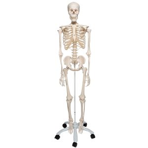 Esqueleto de cuerpo humano tamaño real Mediprem