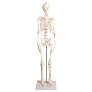 Esqueleto miniatura Paul con columna vertebral, Erler Zimmer