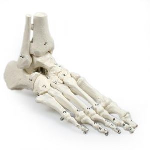 Esqueleto del pie articulado 6057 Erler Zimmer