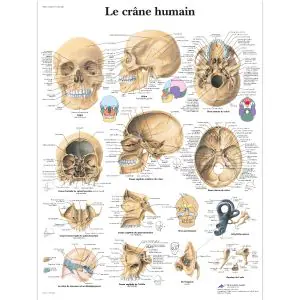 El cráneo humano VR2131L