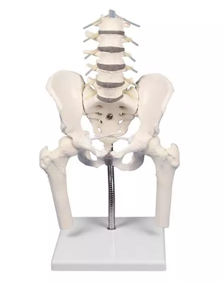 Vértebras lumbares con pelvis y muñones femorales sobre base 4045 Erler Zimmer