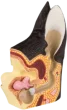 Modelo anatómico del oído canino