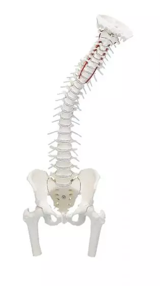 Columna vertebral con pelvis desmontable y secciones femorales Erler Zimmer
