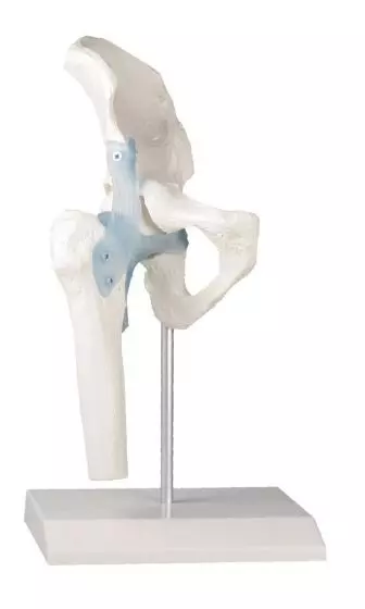 Articulación de la cadera con ligamentos Erler Zimmer