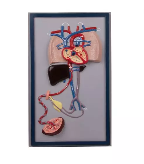Circulación sanguínea en el feto G29 Erler Zimmer