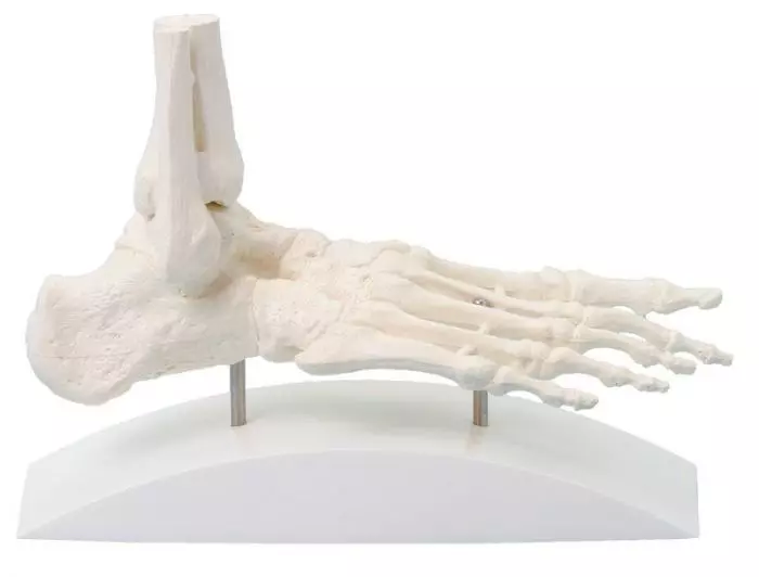 Modelo de un pie con soporte, Erler Zimmer