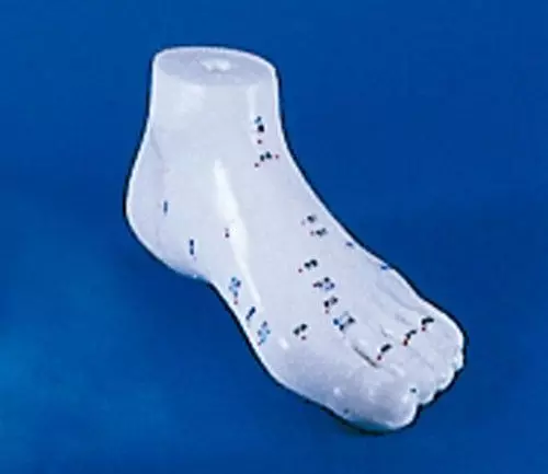 Modelo de acupuntura del pie 2068 Erler Zimmer